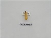 藏品(巨橙苔蛾)的圖片